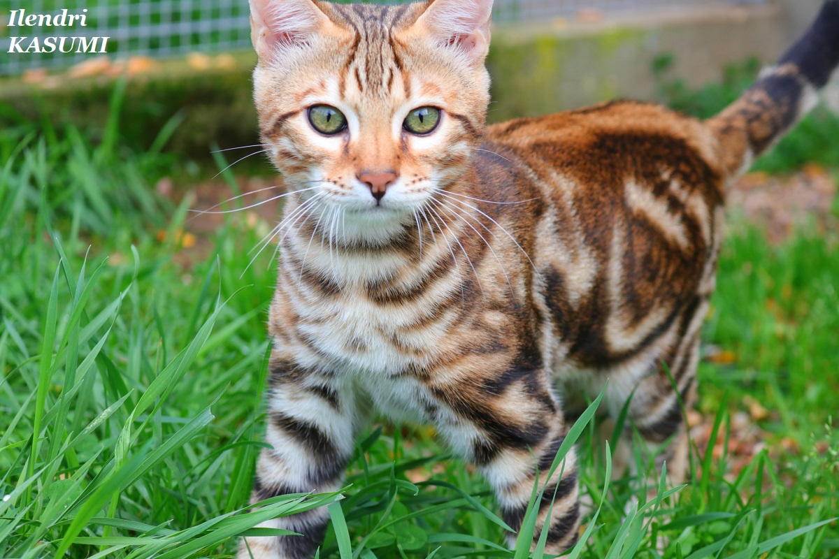 bengal marble